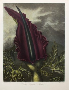 dragon arum thornton temple of flora