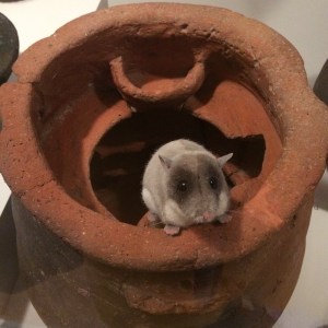 dormouse ashmolean